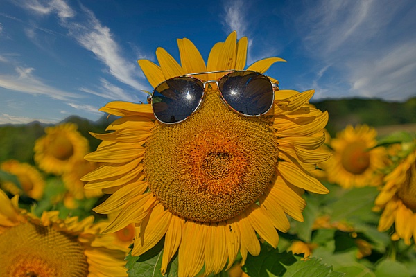 Sunflower - Floral - Bella Mondo Images 