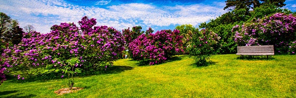 Lilac Festival Highland Park (US0219-Pano) - Panorama - Bella Mondo Images