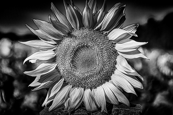 Sunflower 2020 (FG1673_BW) - Black White -Bella Mondo Images 