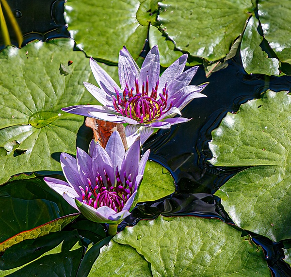 Fall Lilly Pad (FG1764) - Floral - Bella Mondo Images 