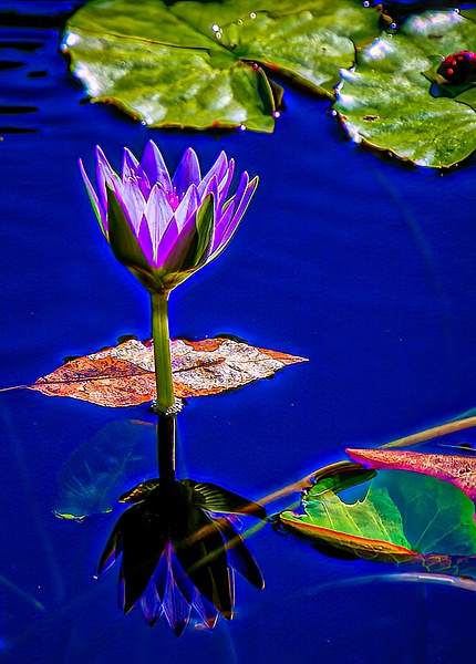 Reflection of Lilly Pad (FG1765) - Floral - Bella Mondo Images 