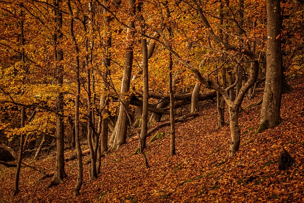 Mine Woods - Woodland Photography
