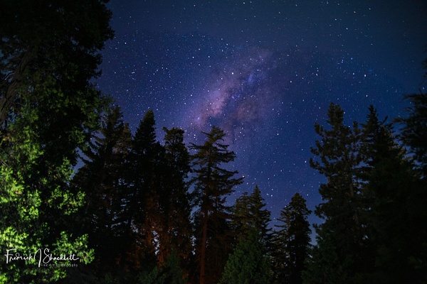Sequoia At Night - Landscape Fine Art - Fredrick Shacklett Fine Art Photography 