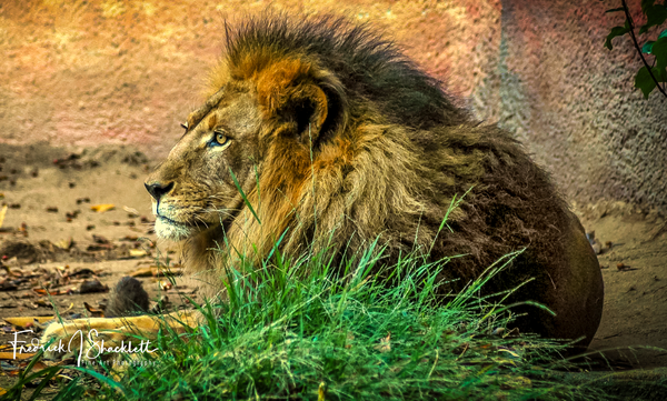 LA  Zoo Lion 2 - Pets & Wildlife - Fredrick Shacklett Fine Art Photography  