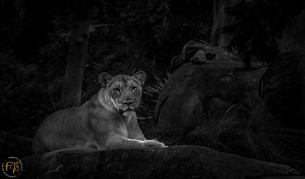 Lioness Resting - Pets & Wildlife - Fredrick Shacklett Fine Art Photography 
