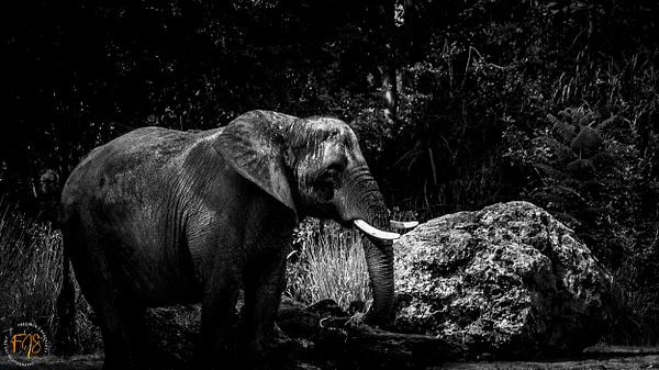 Elephant Tracks - Pets & Wildlife - Fredrick Shacklett Fine Art Photography  