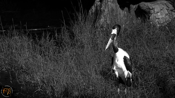 Crane feeding - Pets & Wildlife - Fredrick Shacklett Fine Art Photography  