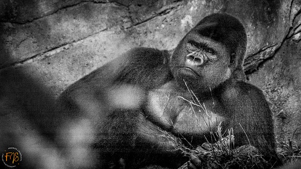 Gorilla Sitting - Pets & Wildlife - Fredrick Shacklett Fine Art Photography  