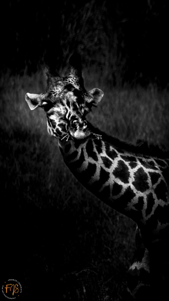 Giraffe looking around - Pets & Wildlife - Fredrick Shacklett Fine Art Photography  