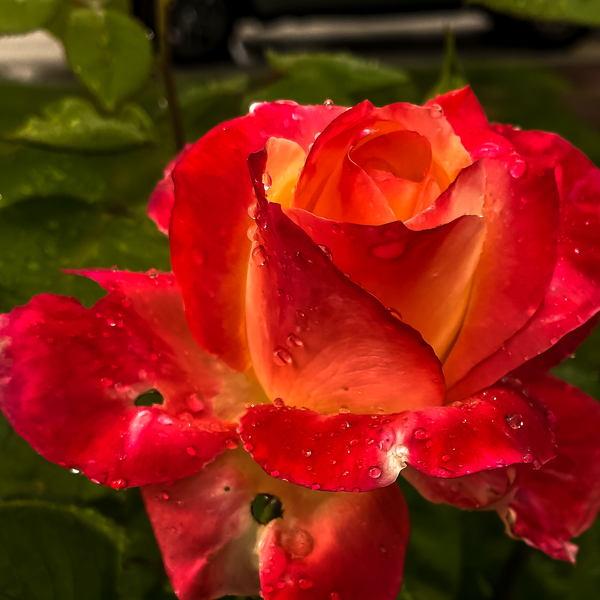 Late Spring Rose - Airshows - Fredrick Shacklett Fine Art Photography 