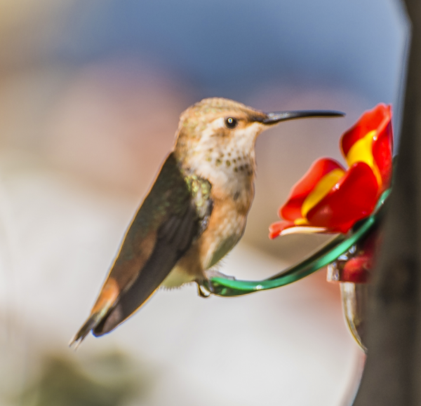 Hummingbird Feeding - Pets & Wildlife - Fredrick Shacklett Fine Art Photography  