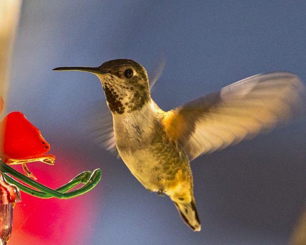 Hummingbird Feeding 2 - Pets & Wildlife - Fredrick Shacklett Fine Art Photography 