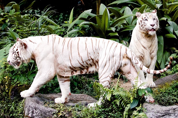 singapore zoo 98
