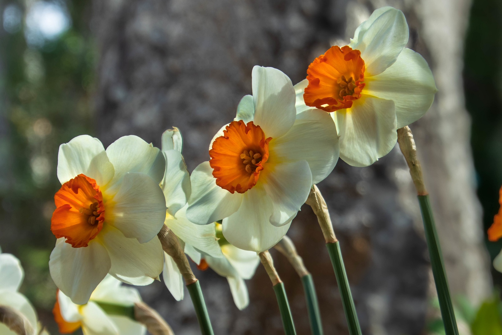 Daffodil Time.
