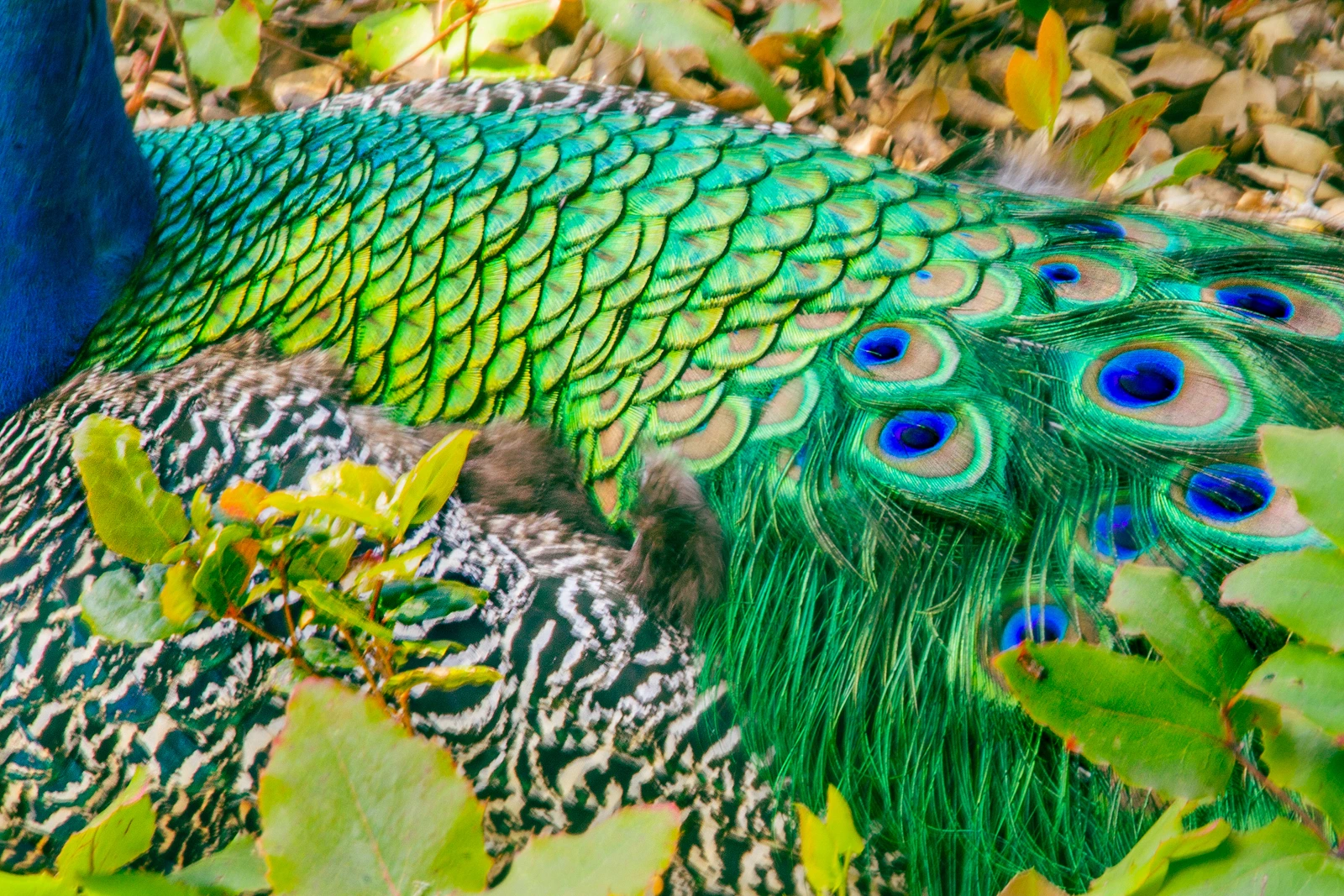 Peacock laying in leaves