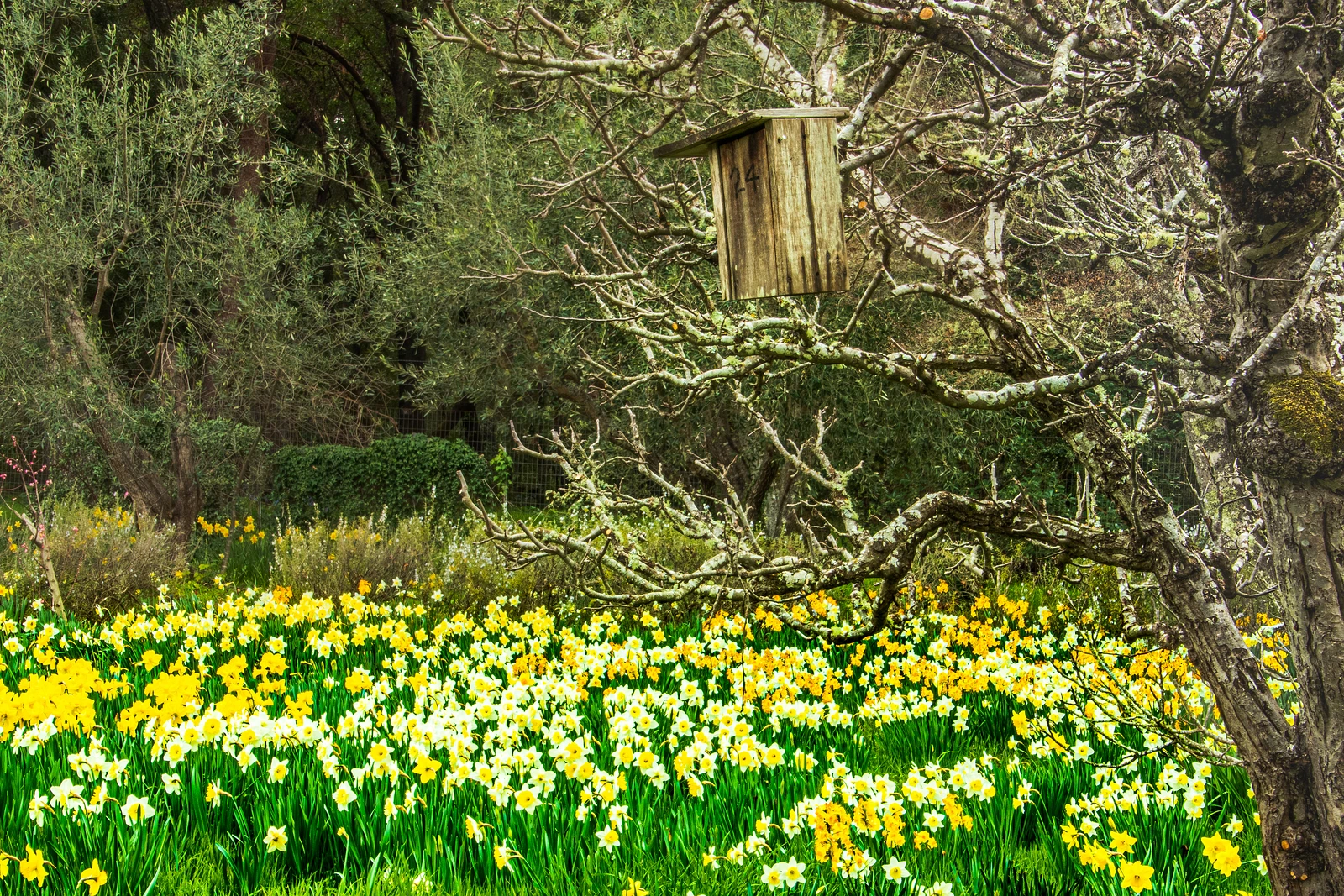 Birdhouse and bed of daffodils