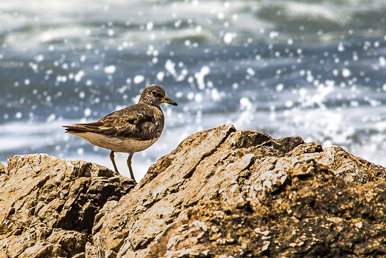 Sandpiper on the rocks. Wave action.