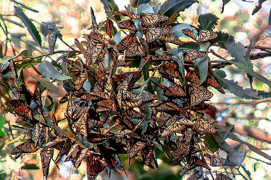 A swarm of Monarch butterflies