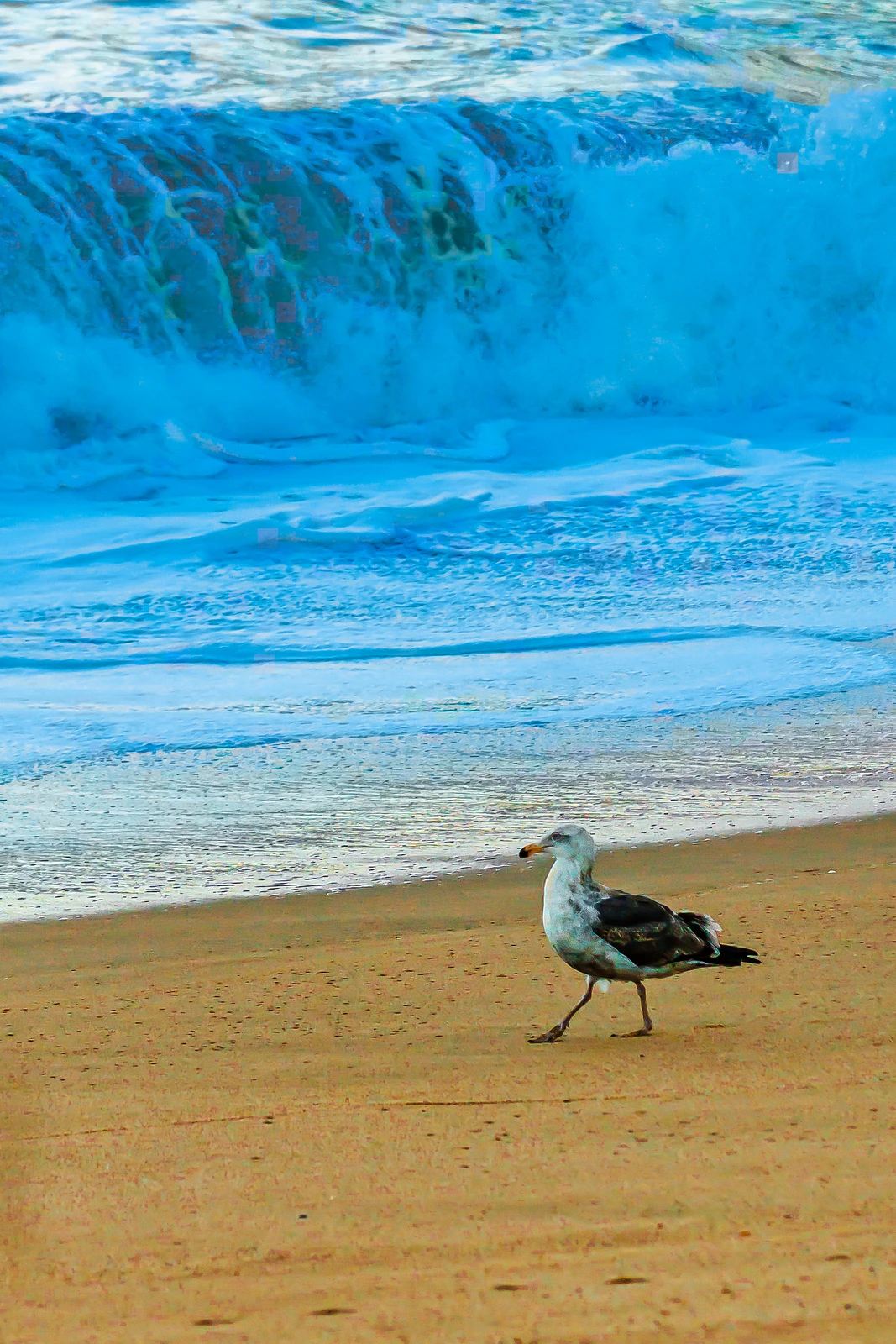 Seagull and suds. Early morning on the California coast.