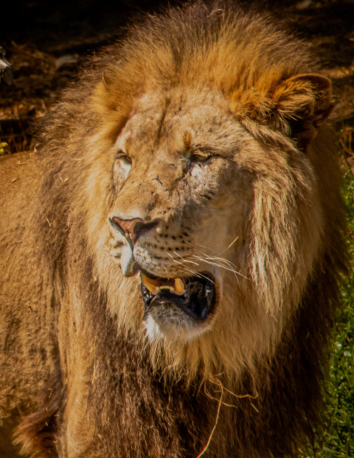 The King. Male African Lion.