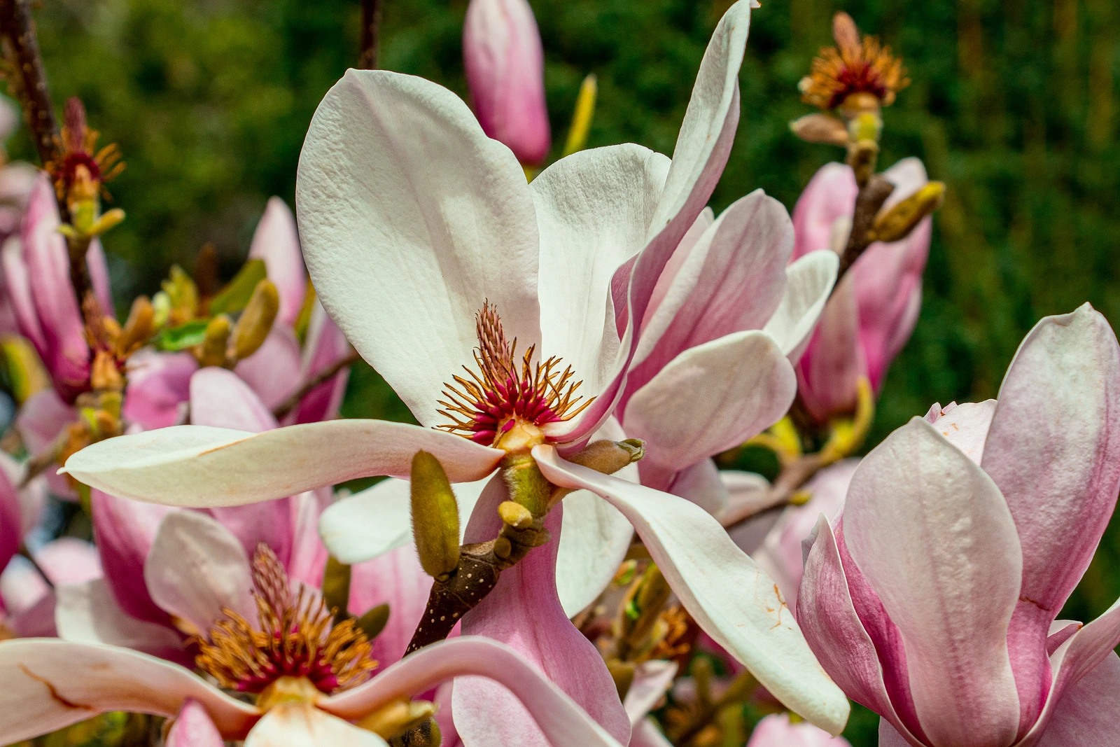 Magnolia blossoms. Spring bloom