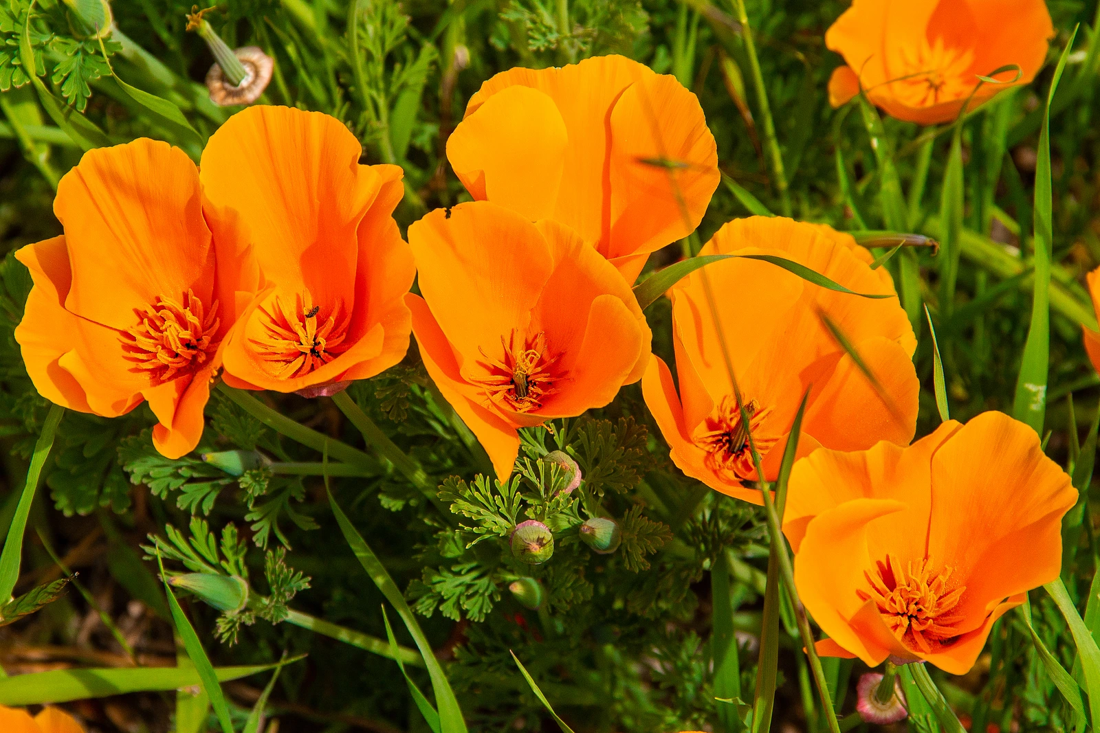 Poppies in bloom. On the California coast.