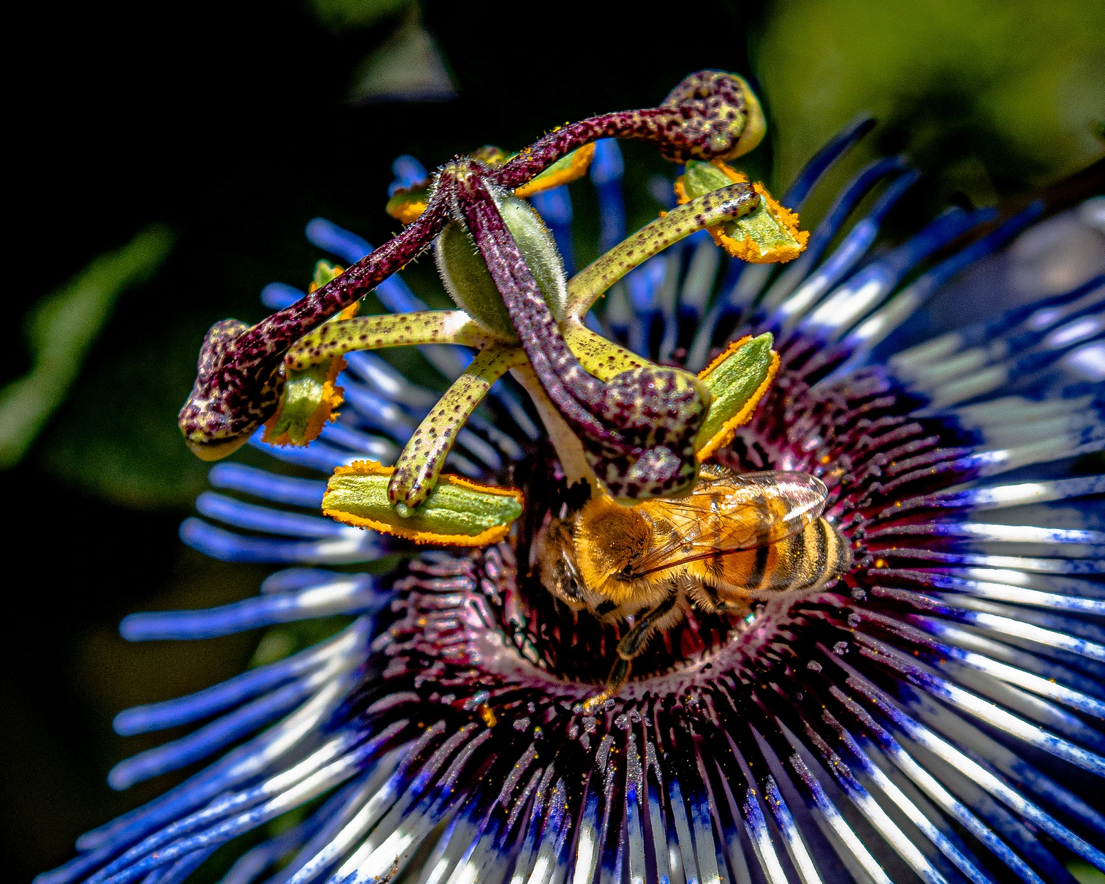 Honey bee and Purple Passion Flower. Beauty in nature.