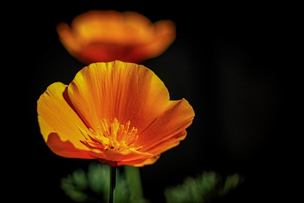 California Poppy - Home - SaddleRock Photography 
