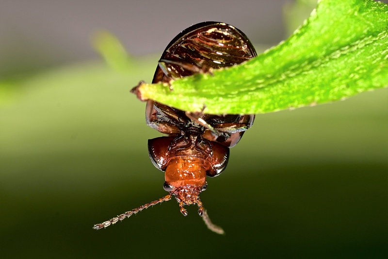 Rosemary Leaf Beetle 1