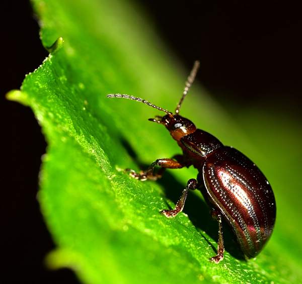 Rosemary Leaf Beetle 2 by Hans De Groot