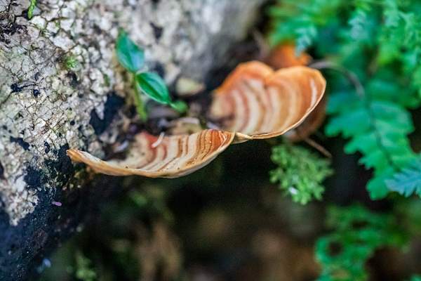 Mushroom by Brent Mail