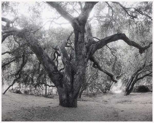Oak TreeDSC00010 by KenChernus