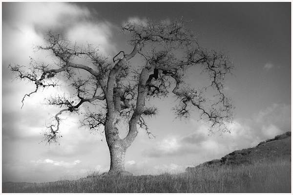 Calabasas Oak Tree by KenChernus