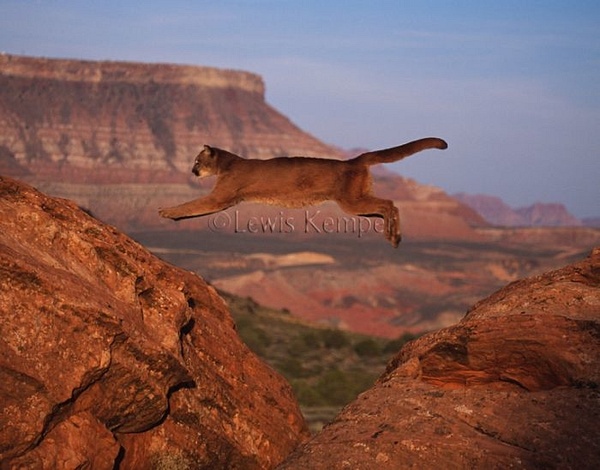 Mountain Lion jumping #1