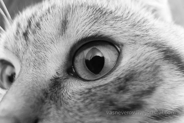 Cat_zeus-005 by vasneverov