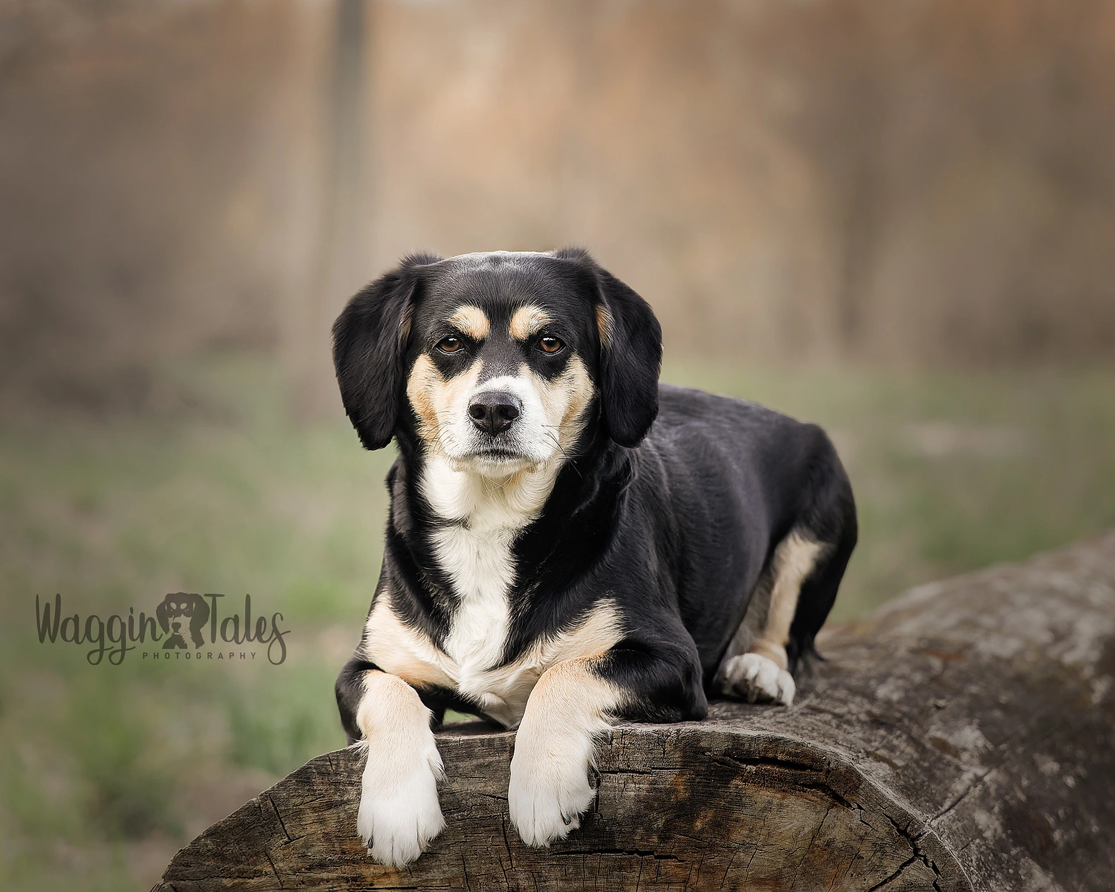 Waggin' Tales  Photography