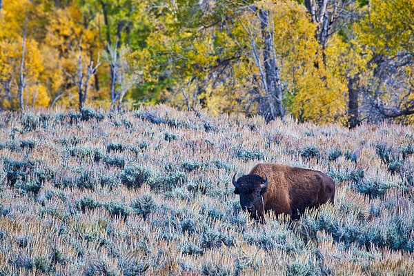 _MH_8028 Fall surrounds a Bison Bull - Wildlife and Nature - Gary Hamburgh Photography 