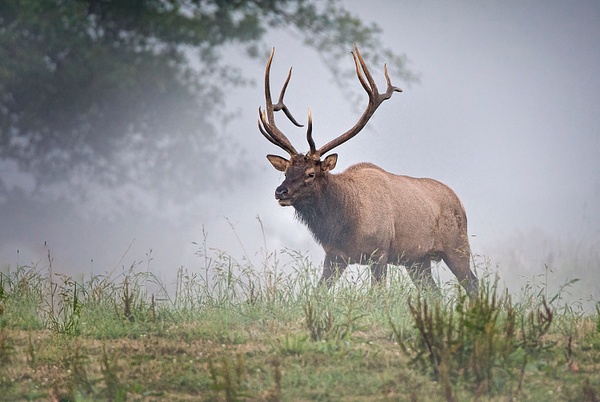 _MH_7306 - Bull Elk in the Fog - Wildlife and Nature - Gary Hamburgh Photography