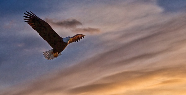 _U0U5021 Eagle in Evening Glow - Wildlife and Nature - Gary Hamburgh Photography