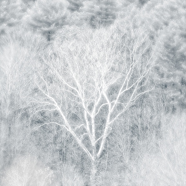 Dream Forest - Black & White - Linda DeStefano Brown