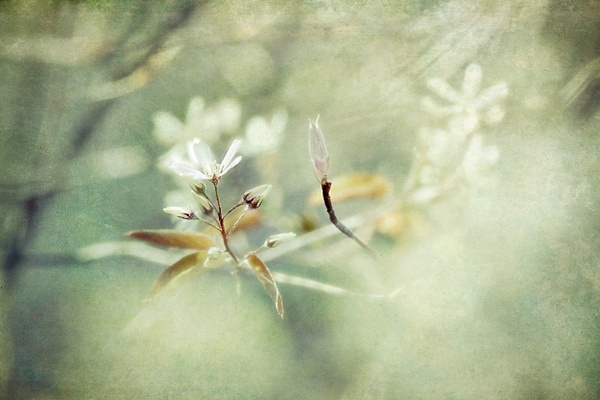 Whispers of Spring - The Seasons - Linda DeStefano Brown