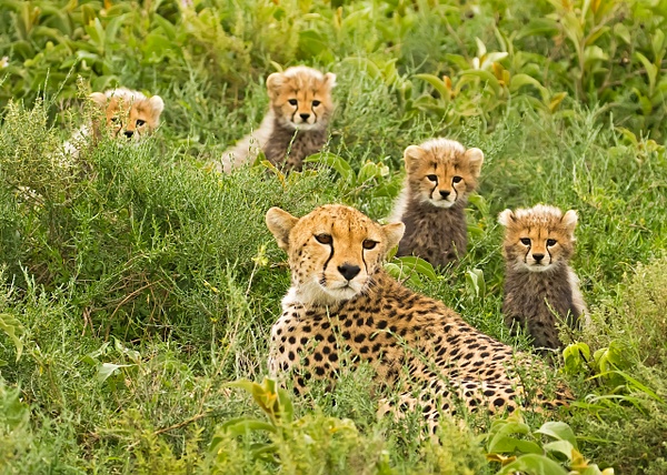 Cheetah supermom and cubs - Home - Lynda Goff Photography 