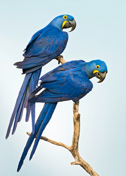 Hyancinth Macaw-13 - Home - Lynda Goff Photography 