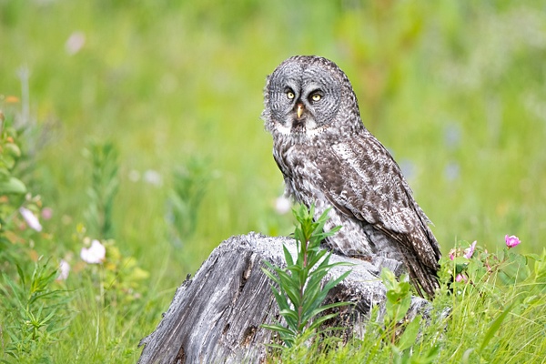 Great-gray Owl - Home - Lynda Goff Photography