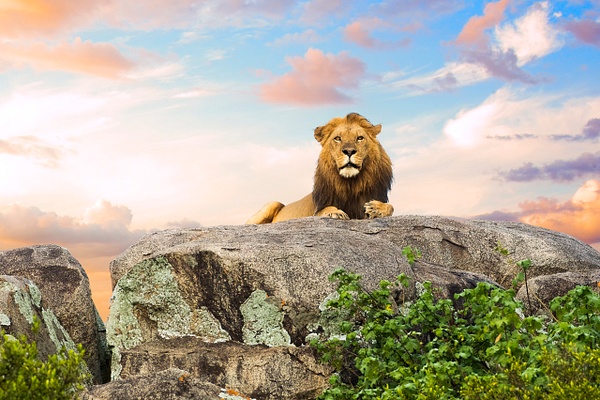 Lion - Mufasa of the Serengeti - Home - Lynda Goff Photography
