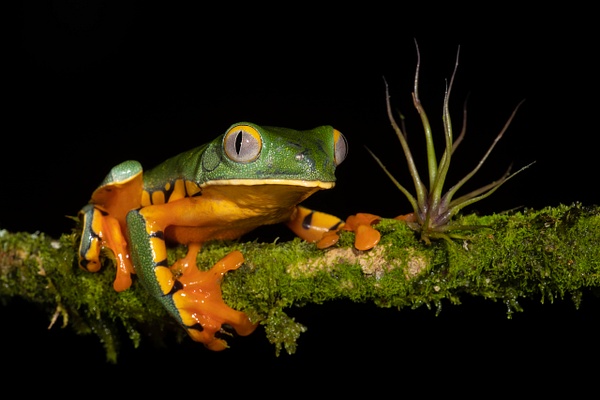 Splendid Leaf-frog - Home - Lynda Goff Photography