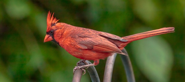 Rockin Red Cardinal - Home - JordanMcmillion