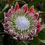New Zealand Flora 2012