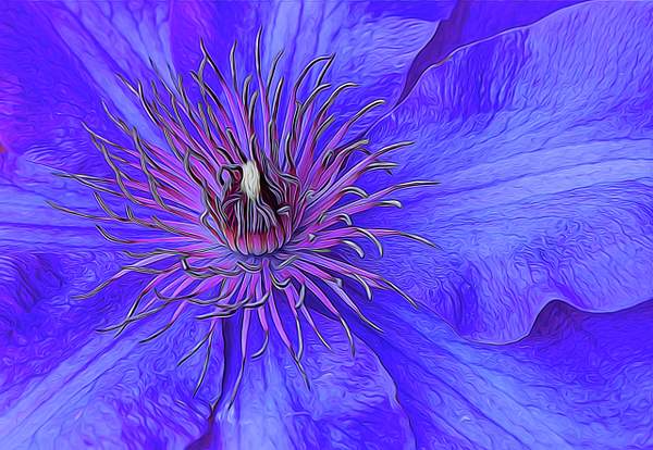 Clematis2FF2 by JamesMetzger