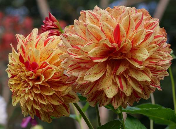 Dahlias at Butchart Gardens by JamesMetzger by...